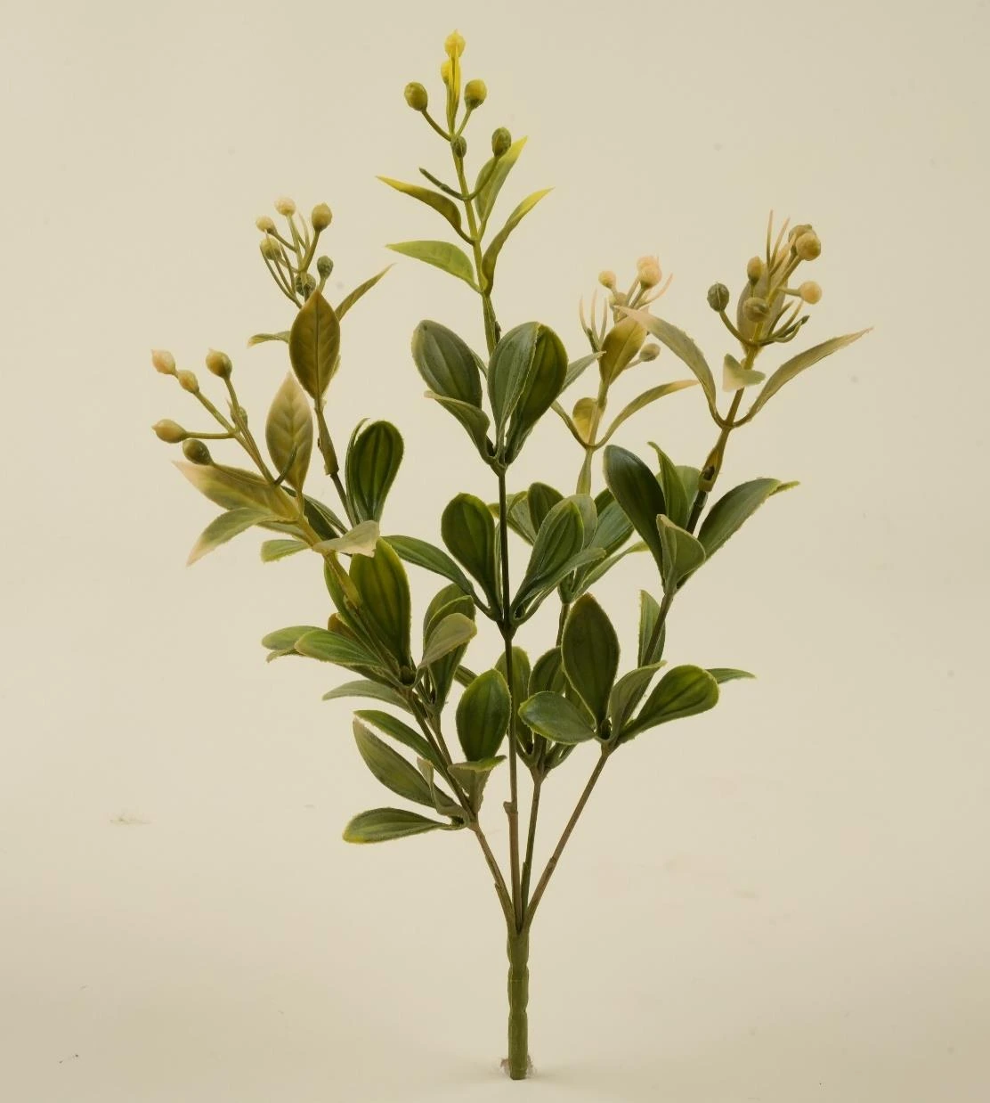Tradescantia Leaves Bunch x5